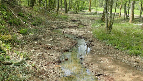 Une rivière du Jura restaurée pour protéger la biodiversité - France Inter | Biodiversité | Scoop.it