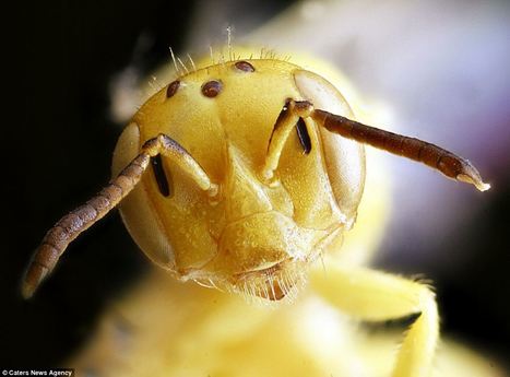 [Photos] D'humbles abeilles et une incroyable complexité de formes et de couleurs | Variétés entomologiques | Scoop.it