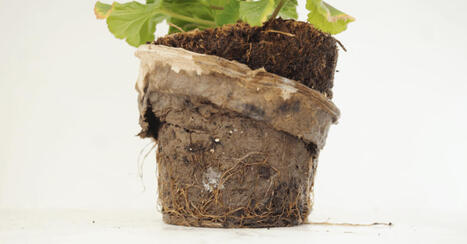 Pourra-t-on se passer des pots en plastique ? | HORTICULTURE | Scoop.it