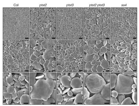 Homologs of PROTEIN TARGETING TO STARCH Control Starch Granule Initiation in Arabidopsis Leaves | The Plant Cell | Scoop.it
