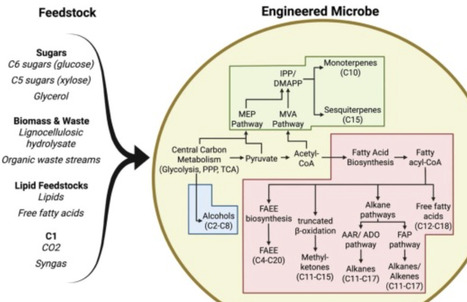 Advances in metabolic engineering for the production of sustainable aviation fuels | cin | RMH | Scoop.it