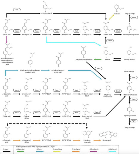 An Updated Perspective on the Aromatic Metabolic Pathways of Plant-Derived Homocyclic Aromatic Compounds in Aspergillus niger | mdpi | RMH | Scoop.it