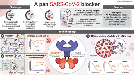 A long-acting biologic with transmucosal transport properties that arrest SARS-CoV-2 virus variants | Mucosal Immunity | Scoop.it
