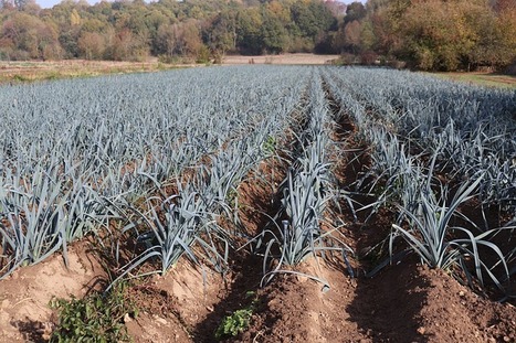 [Mémoire de fin d'étude] Caractérisation et évaluation de pratiques agroécologiques en systèmes maraîchers biologiques diversifiés sur petites surfaces : expérimentations paysannes dans les Alpes-M... | Pépinière | Scoop.it