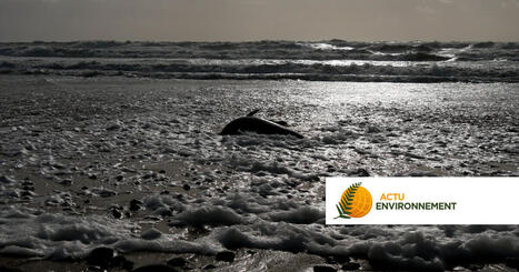 Protection des c&eacute;tac&eacute;s : la fermeture de la p&ecirc;che reconduite pour 2027 dans le golfe de Gascogne | Revue de presse C&eacute;tac&eacute;s | Scoop.it