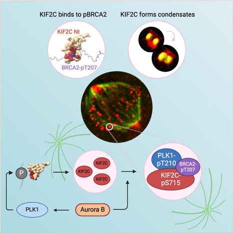 KIF2C condensation concentrates PLK1 and phosphorylated BRCA2 on kinetochore microtubules in mitosis | I2BC Paris-Saclay | Scoop.it