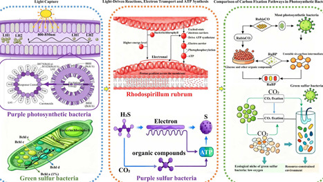 Review: A Comprehensive Review of Unveiling the Mysterious Photosynthetic Bacteria | RMH | Scoop.it