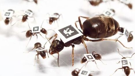 Pour éviter l’épidémie, toute la fourmilière réagit | EntomoScience | Scoop.it