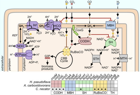 Aerobic syngas conversion: opportunities, challenges, and solutions | Cin | RMH | Scoop.it