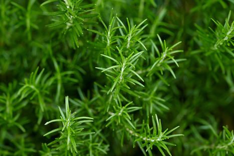 How to Propagate Rosemary in Soil or Water | Best  Pro-Age Boomers Scoops | Scoop.it