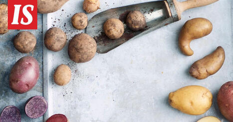 Violetti, sininen tai punainen peruna on superruokaa: vihert&auml;v&auml;st&auml; perunasta voi taas saada solaniinimyrkytyksen | 1Uutiset - Lukemisen t&auml;hden | Scoop.it