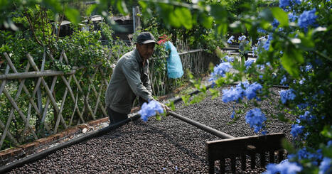 «Avant, on disait que le café, c’était juste pour les riches» : dans le sud-ouest de la Chine, la culture du café remplace celle du thé | Kunming-Yunnan | Scoop.it