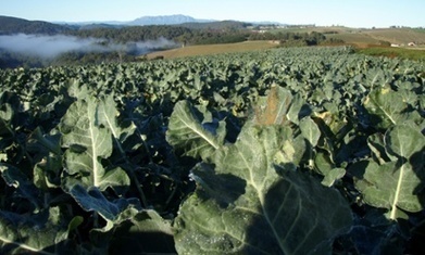 Tasmania bans fracking for another five years to protect agriculture | MOVUS  Movement for a Sustainable Uruguay | Scoop.it