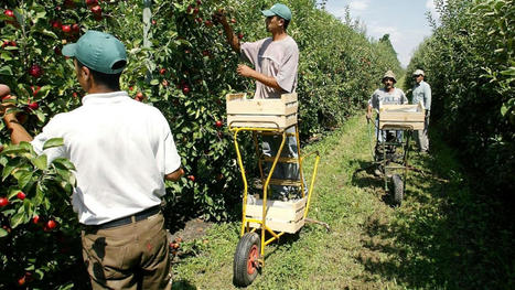 EUROPE : les pays prennent conscience du manque de main-d'œuvre agricole et pensent aux immigrés | CIHEAM Press Review | Scoop.it