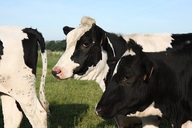 Le renouvellement, un levier d’optimisation du coût de production du lait | Lait de Normandie... et d'ailleurs | Scoop.it
