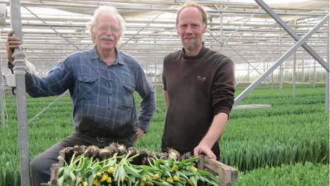 Plomeur. Les tulipes sans pesticides mises en vente | LE GRAND NORD | Scoop.it