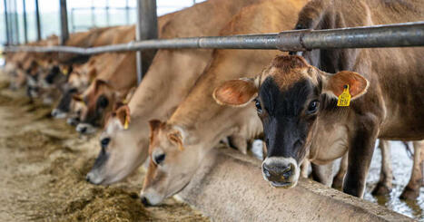 Chine: une grave crise des tourteaux de soja fait trembler P&eacute;kin | ITERG - Veille sectorielle | Scoop.it