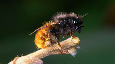 Elles sont solitaires, excellentes pollinisatrices et ne piquent pas… Et si vous veniez en aide aux abeilles sauvages ? | Histoires Naturelles | Scoop.it