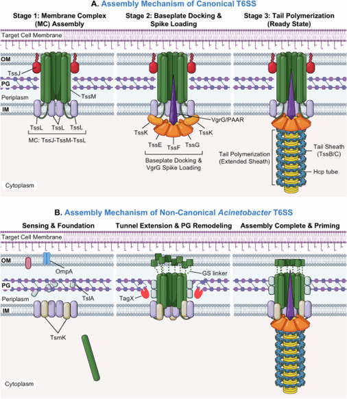 The type VI secretion system of Acinetobacter: