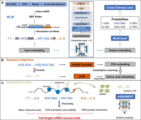 mRNABERT: advancing mRNA sequence design with a universal language model and comprehensive dataset | Ncm | RMH | Scoop.it
