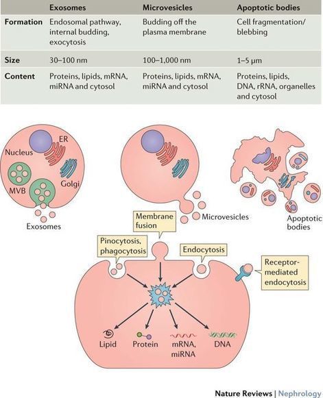 Extracellular vesicles in renal disease | from ...