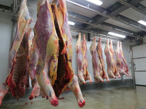 Un jeune homme condamné, il s'était procuré un pistolet à l’abattoir de Saint-Hilaire-du-Harcouët | La Gazette de la Manche | La Gazette des abattoirs | Scoop.it