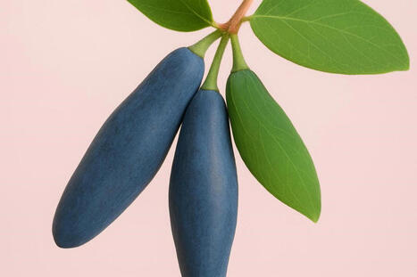 ALIMENTATION : Cet arbuste produit des &laquo;&nbsp;saucisses&nbsp;&raquo; bleues qui se mangent, et elle pousse tr&egrave;s bien en France | ALIMENTATIONS | Scoop.it