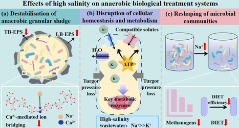 Microbial communication in saline environments: quorum sensing and the future of anaerobic wastewater treatment | BMC | RMH | Scoop.it