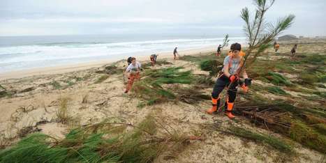 C’est la saison des soins pour la dune littorale | Paysage - Environnement | Scoop.it