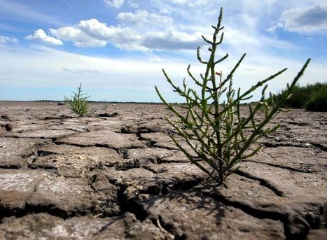 Sécheresse en Provence : pas de pluie à l'horizon et une végétation en grand danger | Camargue Nature | Scoop.it