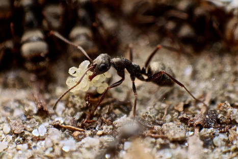 Une revue sur les supergènes des fourmis et des abeilles par Michel Chapuisat | EntomoNews | Scoop.it