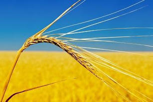 EU: Actions to enhance global food security | EUROPES | Scoop.it