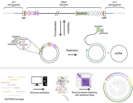 A new family of rolling-circle replication endonucleases widespread in archaeal viruses and plasmids | nar | RMH | Scoop.it
