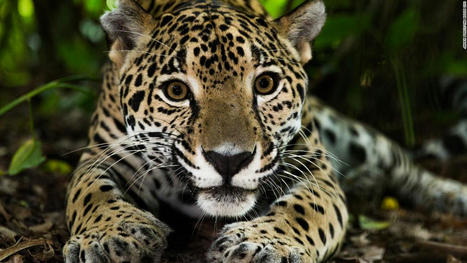 Maya Forest Corridor in Belize Benefits Jaguars | Cayo Scoop!  The Ecology of Cayo Culture | Scoop.it