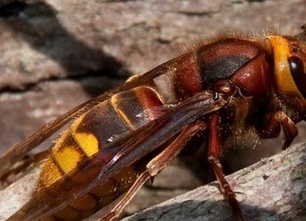 Bees Use Sign Language to Give Hornets the Finger | Science News | Scoop.it