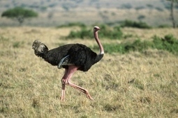 Ostrich penis clears up evolutionary mystery : Nature News & Comment | Science News | Scoop.it