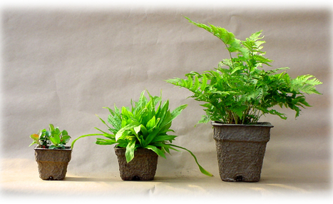 Changement climatique et horticulture | HORTICULTURE | Scoop.it