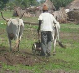 SENEGAL : le Cncr veut reprendre en main les destinées agricoles | Questions de développement ... | Scoop.it