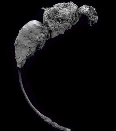 Une nouvelle et énigmatique espèce de guêpe fossile | EntomoNews | Scoop.it
