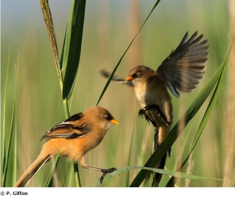 Etude des passereaux des roselières en Méditerranée  | Les oiseaux au gré du vent | Scoop.it
