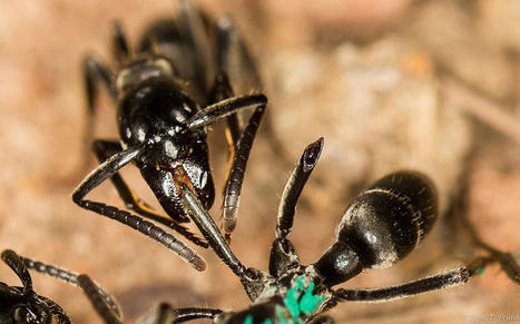 Ces fourmis produisent des antibiotiques pour soigner les plaies infectées de leurs camarades | EntomoNews | Scoop.it