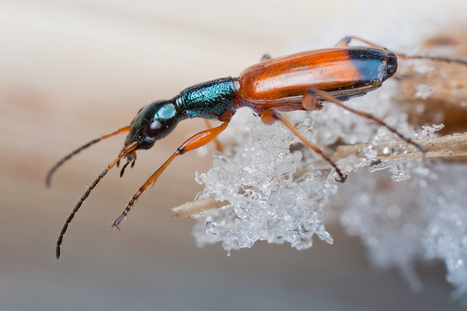 Vasslöparen – en färggrann övervintrare | Insect Archive | Scoop.it