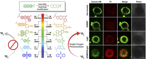 Lab turns sulfur-based fluorescent tags into cancer killers | Amazing Science | Scoop.it