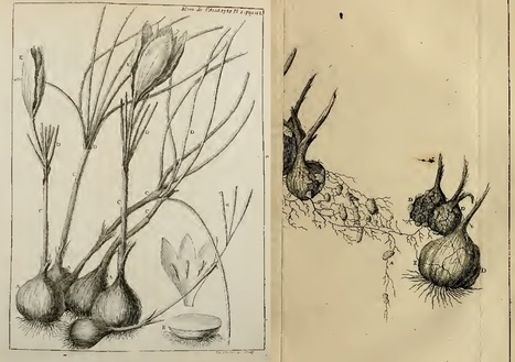 Mémoires de l'Académie Royale: Explication physique d'une maladie qui fait périr plusieurs Plantes dans le Gaslinois, & particulierement le Safran (1728) | Plants and Microbes | Scoop.it
