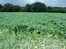 Ecophyto : Rénovation de prairies en systèmes laitiers | Lait de Normandie... et d'ailleurs | Scoop.it