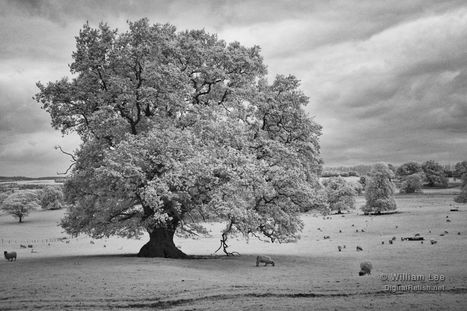 Infrared Photography with the Fujifilm X100S | Liverpool Photographer | Fujifilm X Series APS C sensor camera | Scoop.it