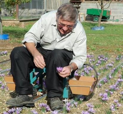 La safrani&egrave;re de James Gassiot au Grand-Pressigny | Revue de presse &eacute;conomique du Sud Touraine | Scoop.it
