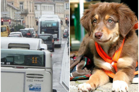 Grand Nancy : où en est le projet d'autoriser tous les chiens dans les bus du réseau Stan ? | Lorraine Actu | veille territoriale | Scoop.it