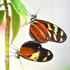 Choix de partenaire : si les deux sexes s&rsquo;en m&ecirc;lent, les barri&egrave;res entre esp&egrave;ces sont plus fragiles | INEE | EntomoNews | Scoop.it