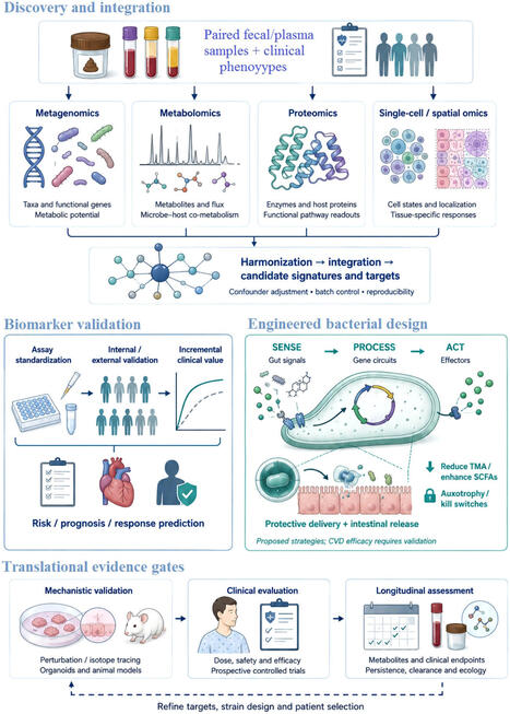 New insights into the gut-heart axis: microbial metabolite biomarkers, multi-omics, and engineered bacterial delivery systems | frn | RMH | Scoop.it